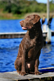 Willow sitting on dock in Orlando Dec 2008