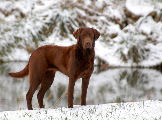 Twigs Standing In The Snow Down At The Inn By The Pond