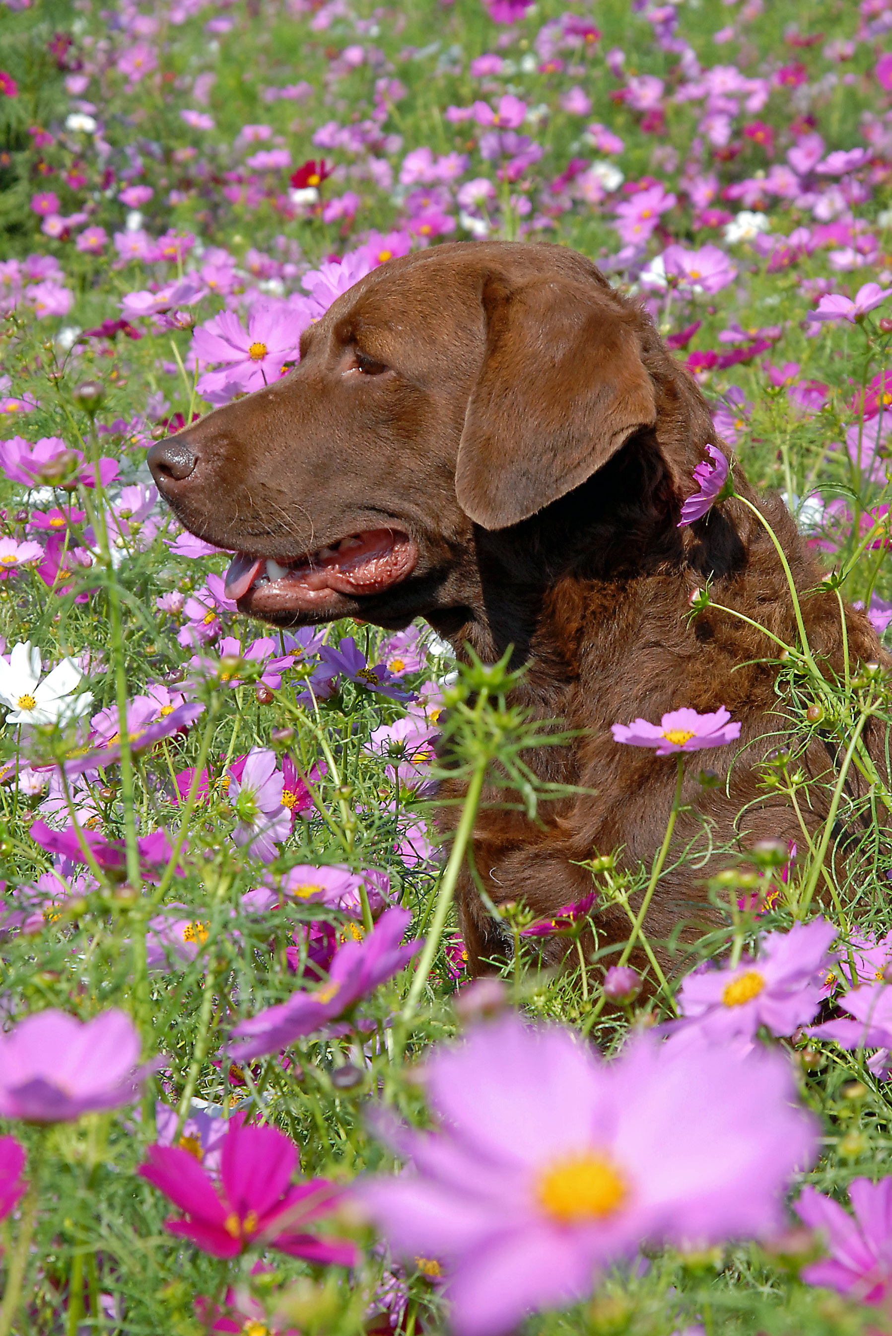 Brier in cosmos Sept 2008