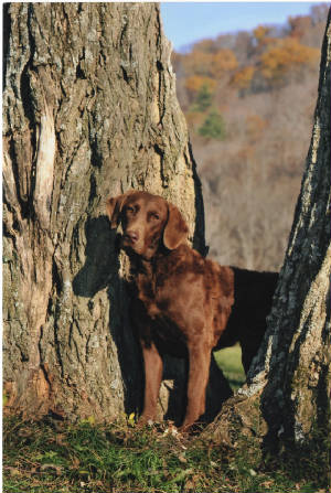 Reid standing between trees Oct 2010