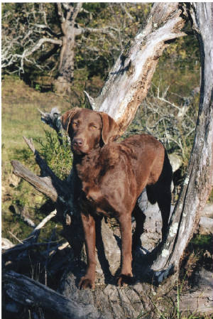 Twiggy standing between limbs on downed tree Oct 2010